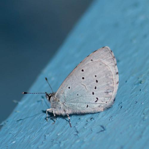 Réf. 299 105 : Celastrina argiolus